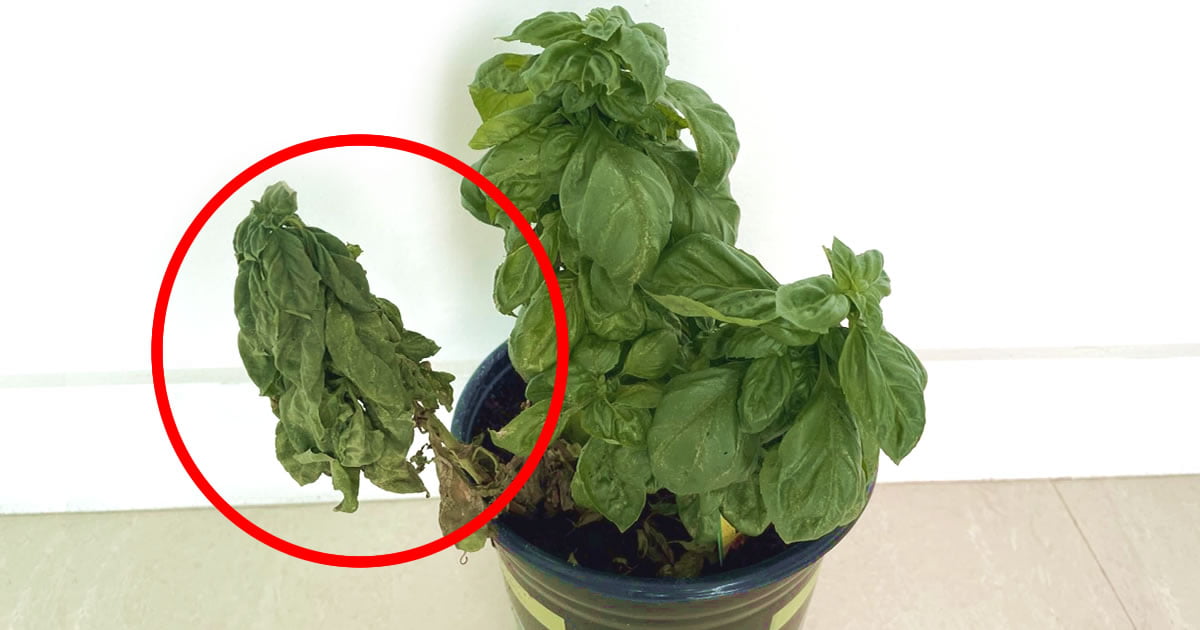 basilico del supermercato